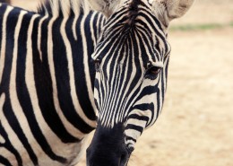 黑白相间的斑马图片