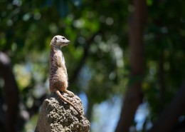 可爱的猫鼬图片