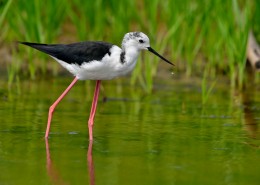 黑翅长脚鹬图片大全