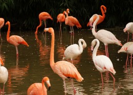 长脖子红鹳鸟图片大全