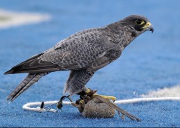 难以驯服的猎鹰图片