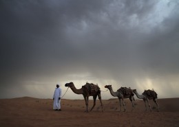 沙漠中行走的骆驼图片