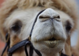 骆驼的面部图片
