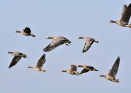 展翅高飞的大雁图片