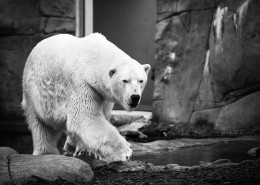 可爱的北极熊图片