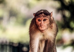 呆萌的猴子图片
