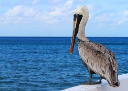 美丽的鹈鹕图片