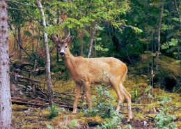 丛林中的梅花鹿图片