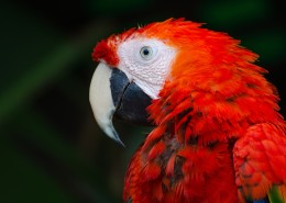 美丽的金刚鹦鹉图片