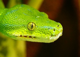 冰冷危险的蛇图片