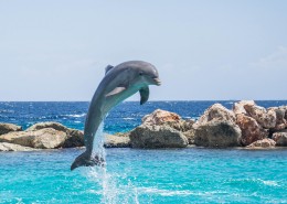 水中嬉戏的海豚图片