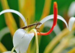 花丛里的螳螂图片