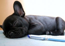 呆萌斗牛犬图片大全