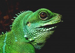 各种颜色的蜥蜴图片