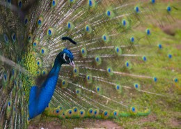 色彩艳丽的孔雀图片