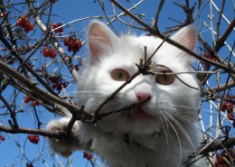 可爱白色猫咪图片大全