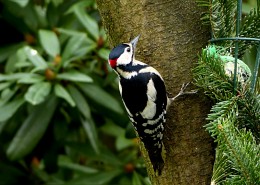 啄木鸟高清图片