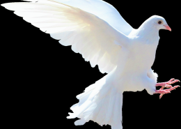 白鸽图片