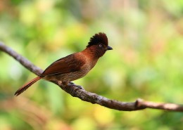 具有研究价值的条纹噪鹛图片大全