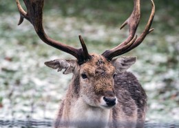 休耕鹿之公鹿图片