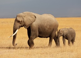 威武的大象动物图片