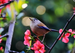 叫声清脆的蓝翅希鹛图片