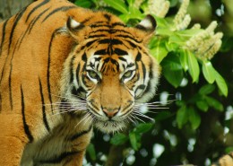 极危品种之苏门答腊虎图片