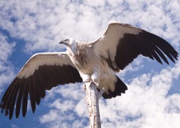 犀利的老鹰图片