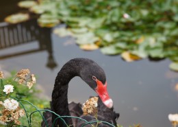 观赏珍禽之黑天鹅图片