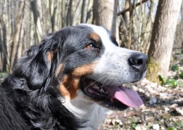 聪明的伯恩山犬图片
