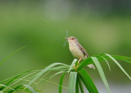 小小的柳莺图片