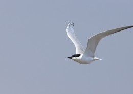 中型水禽之鸥嘴噪鸥图片