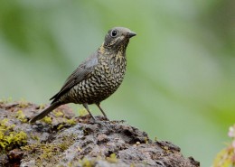栗腹矶鸫雌鸟图片大全