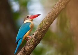 蓝绿色的鹳嘴翡翠图片