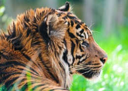 苏门达腊虎图片