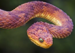 爬行动物蛇的图片