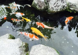 可爱五颜六色色锦鲤图片大全