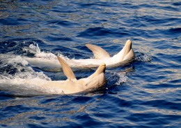 大海中海豚图片