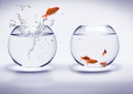 鱼缸中的金鱼图片大全