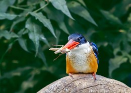 蓝翡翠戏蚱蜢图片大全