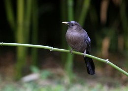山噪鹛图片大全