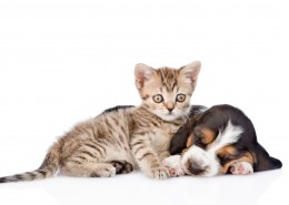 宠物猫和宠物狗图片大全