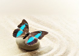 鹅卵石上蝴蝶图片