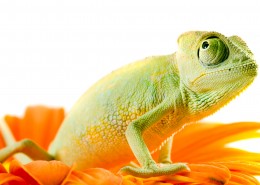 变色龙特写图片