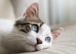 可爱的小猫图片大全
