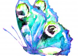 蝴蝶水彩画图片