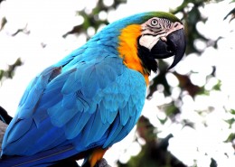 色彩漂亮的黄蓝金刚鹦鹉图片