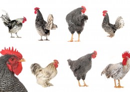 各种类型的鸡图片