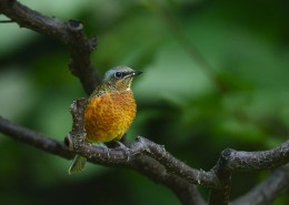 白喉矶鸫鸟类图片大全