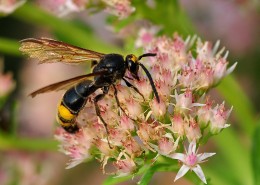 恋花的马蜂图片